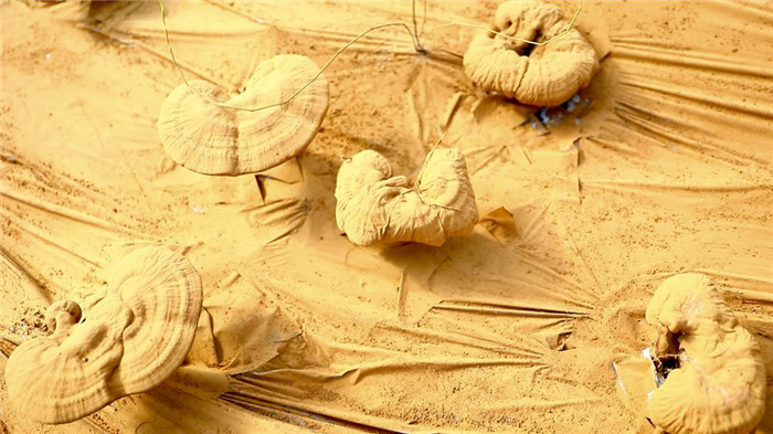 西藏米林:灵芝弹孢子 喜获“致富金” .png