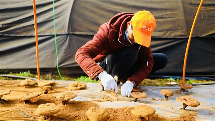 西藏米林:灵芝弹孢子 喜获“致富金” 1.png