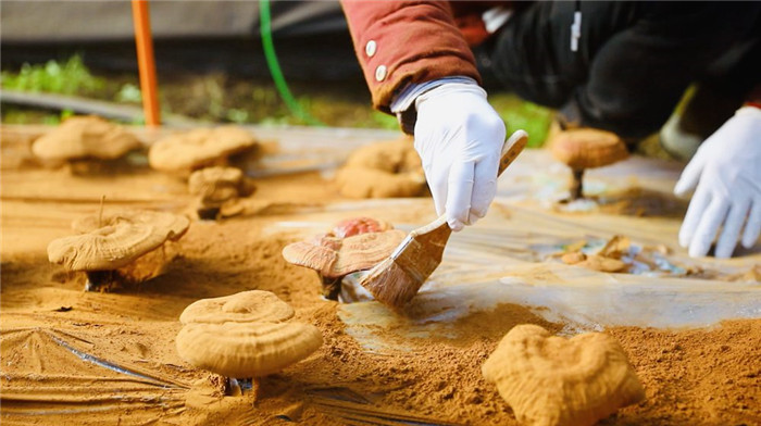 西藏米林:灵芝弹孢子 喜获“致富金” 2.png