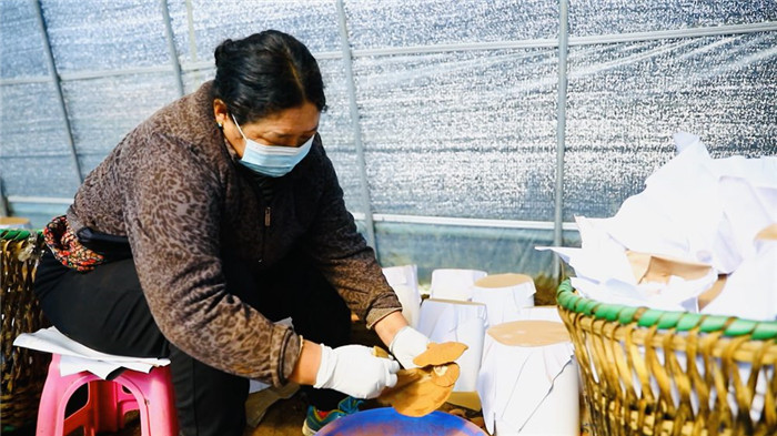 西藏米林:灵芝弹孢子 喜获“致富金” 3.png