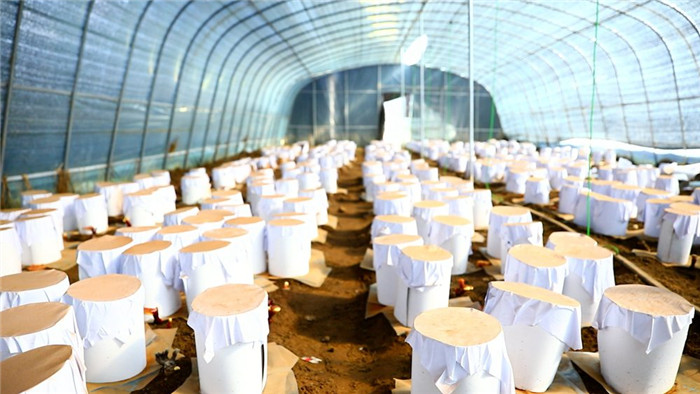 西藏米林:灵芝弹孢子 喜获“致富金” 7.png