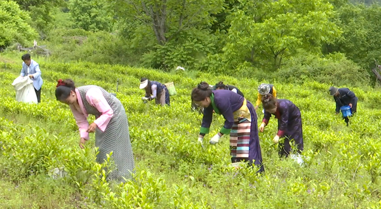 茶香飘万里,这就是向往的生活 2.png