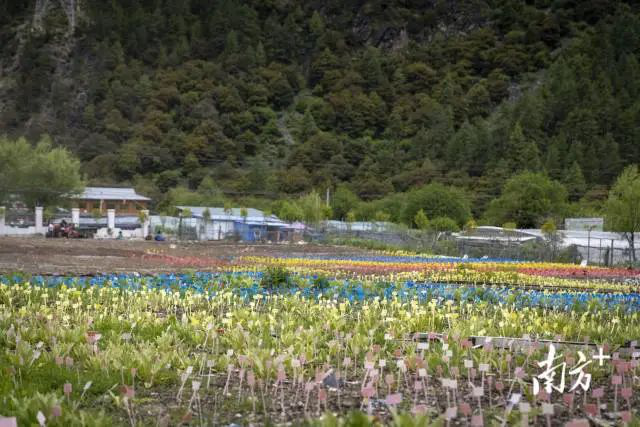 链接大湾区,西藏优品飘香海内外!广东援藏助力林芝打产业生态闭环8.png